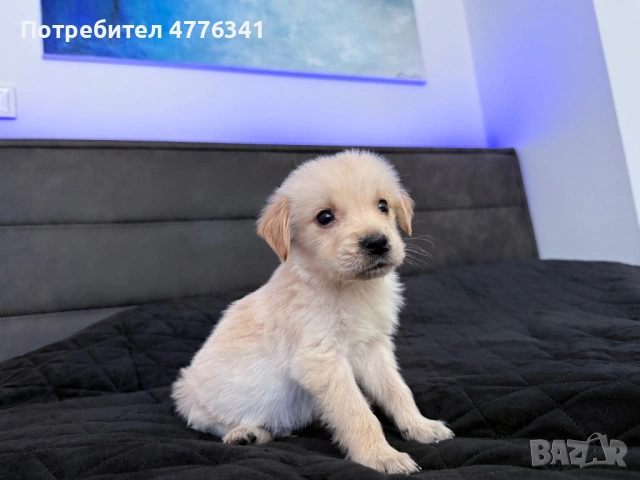 Чистокрьвен мъжки голдьн ретрийвьр / golden retriever