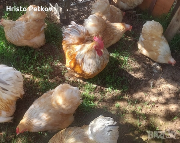 Продавам  Ято Мини Кохин Цвят Лимон🍋🍋🍋 1 петел и 9 ярки  , снимка 1