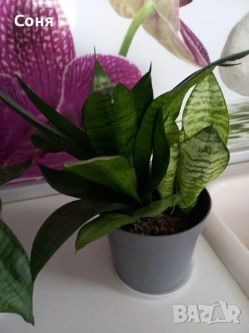 Сансевиера Хани, снимка 5 - Стайни растения - 51009621