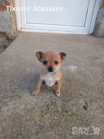 Пинчер, снимка 5 - Чихуахуа - 53464829