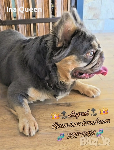 Lilac Tan френски булдог , снимка 4 - Френски булдог - 53437555