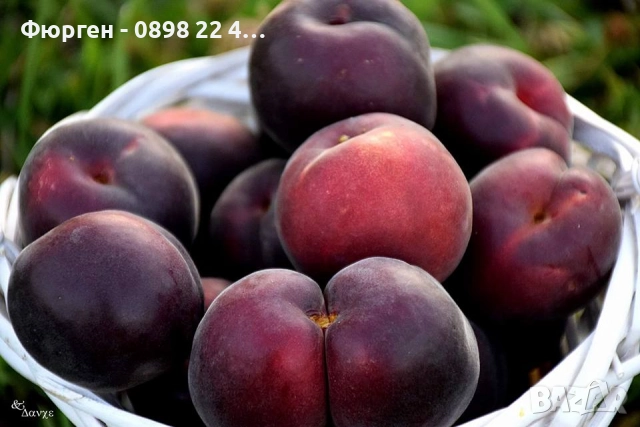 Пламкот (Сливо-кайсиев хибрид), снимка 6 - Разсади - 52172991