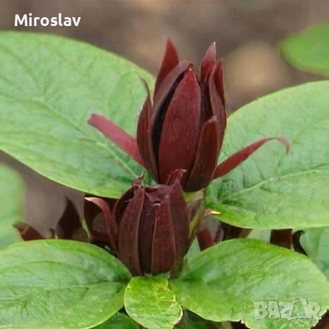 Каликантус