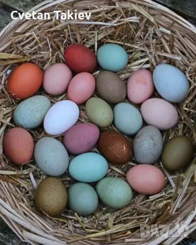 Цветни разплодни яйца, пъстри и разноцветни , снимка 3 - Кокошки и пуйки - 49789814