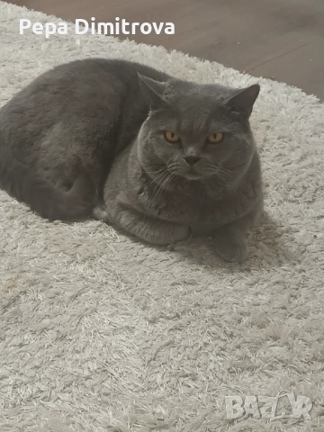 Британец търси дама