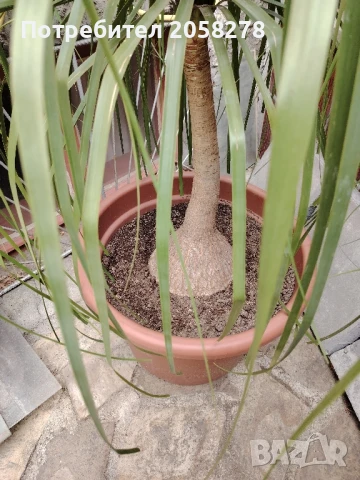 Нолина в саксия, снимка 2 - Градински цветя и растения - 51181974