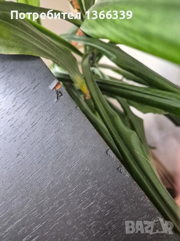 продавам френски тонколони Confluence Cantilene, снимка 9 - Тонколони - 51836142