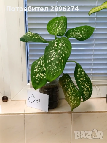  Дифенбахия , снимка 8 - Стайни растения - 46264327