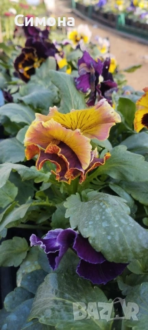 Продавам теменужки, снимка 11 - Градински цветя и растения - 53522788