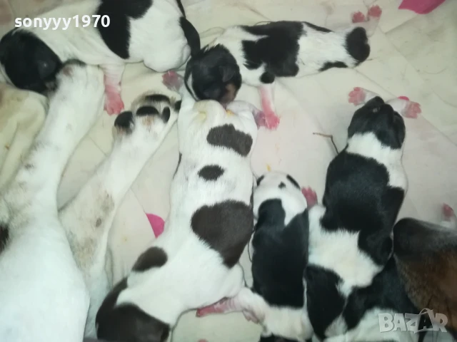 ДЖАК РЪСЕЛ БЕБЕТА-РОДЕНИ ДНЕС 11.08.25г 1108251538, снимка 2 - Джак ръсел териер - 51328877