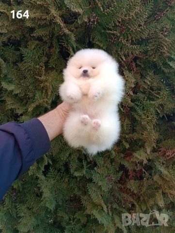 Бели мини Померани. Реални снимки ! , снимка 11 - Померан - 53780624