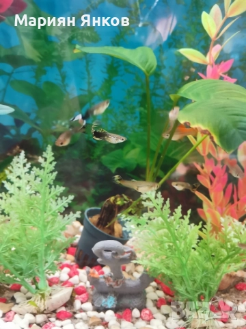 Продавам гупи и Хелери ..