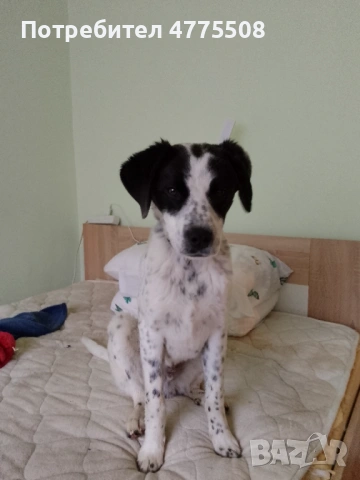 Подарявам кученце