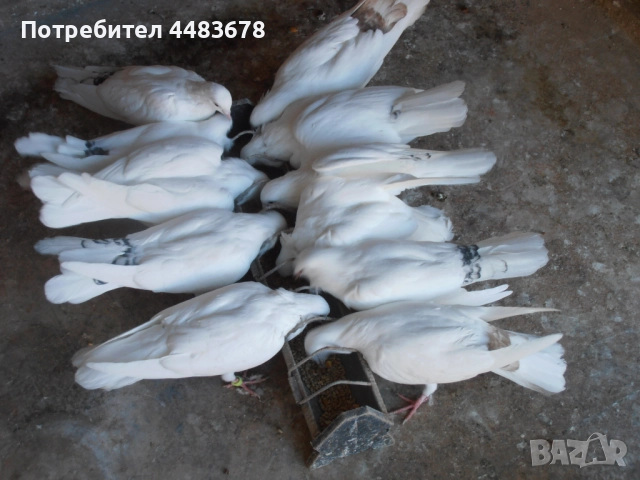 Гълъби бемкалии, снимка 3 - Гълъби - 50423696