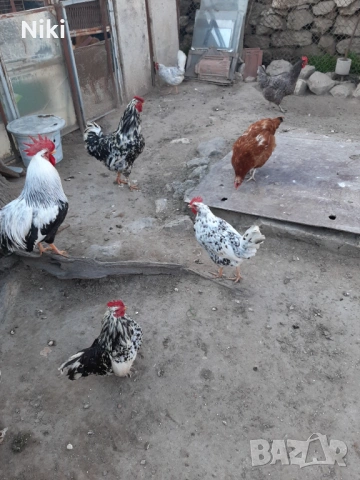 Продавам минало годишни кокошки 5бр.и два броя петли, снимка 3 - други­ - 54037464