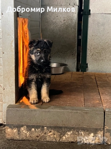 Продавам Немски Овчарки, снимка 9 - Немска овчарка - 53508248