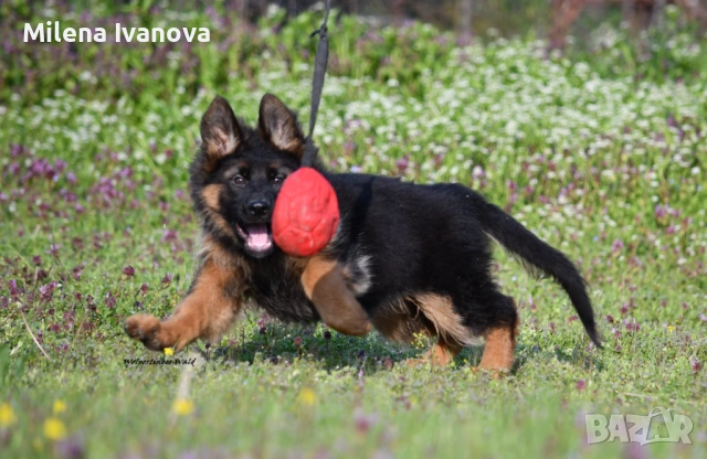 Женска немска овчарка с дълъг косъм от развъдник , снимка 5 - Немска овчарка - 54174191
