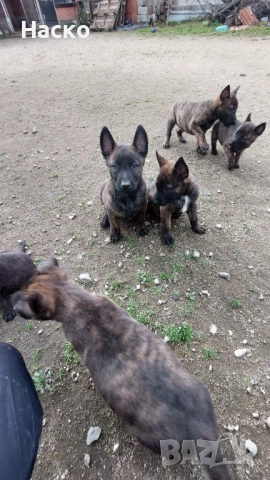 Холандска овчарка, снимка 6 - Белгийска овчарка - 52484592