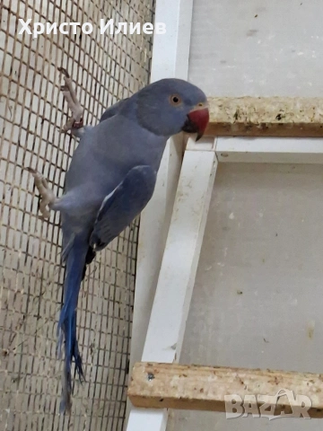 Парот център Бургас виолетови александри , снимка 8 - Папагали - 53656882