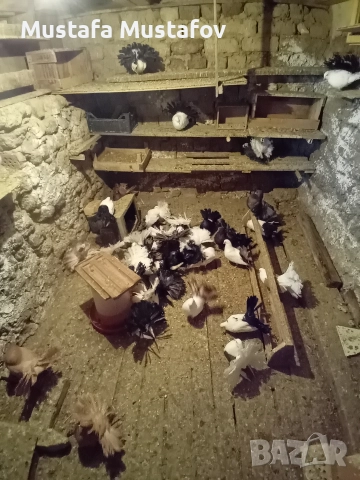 ФЕНЕРЛИИ , снимка 5 - Гълъби - 52806769