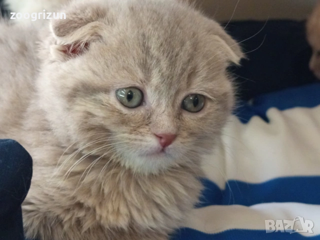 Шотландски клепоухи котенца, снимка 9 - Британска късокосместа - 53632007