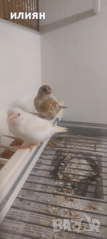 Японски амадини 