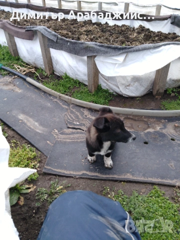 Подарявам малки кученца!, снимка 8 - Други - 53638524
