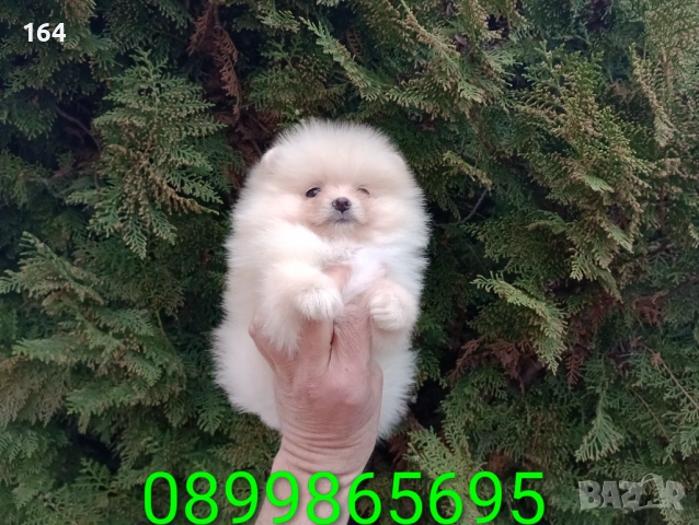 Мъжки и женски Померани. Реални снимки от 22.03.26 г. Различни възрасти!, снимка 14 - Померан - 53948031