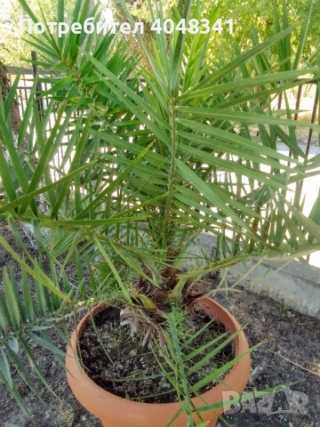 Големи Финикови палми , снимка 5 - Градински цветя и растения - 52533347