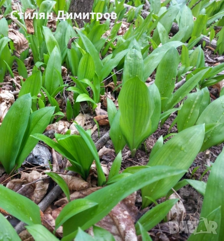 Пресни листа Левурда