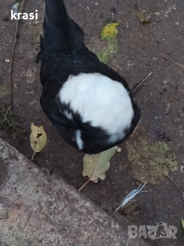 декоративни петлета и кокошлета, снимка 10 - други­ - 52408726