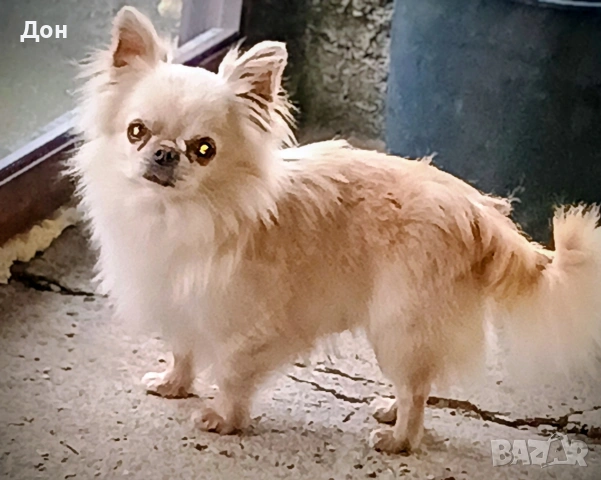 Мъжко 🩵 Чихуахуа търси своите дами🐾💓, снимка 6 - Чихуахуа - 53211220