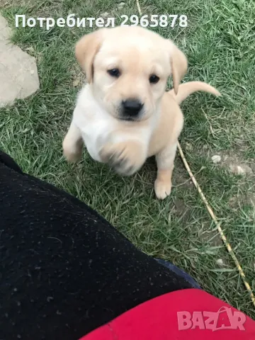 Чистокръвни лабрадори , снимка 3 - Лабрадор ретривър - 49943595
