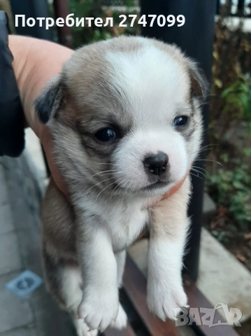 Чихуахуа момче