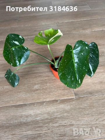 Monstera thai constellation., снимка 2 - Стайни растения - 53663744