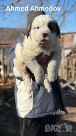 Кученца, Кавказка овчарка-Алабай, снимка 11 - Кавказка овчарка - 52955623