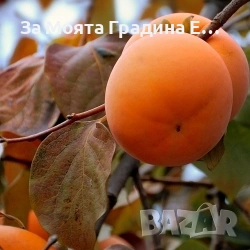 Райска ябълка 4 вида , снимка 4 - Градински цветя и растения - 53620414