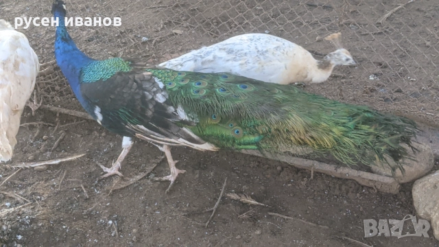 пауни млади и работещи, снимка 7 - други­ - 52804470