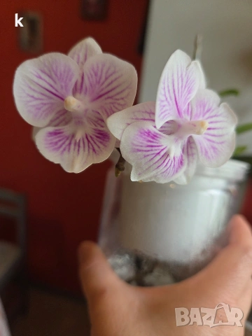 mini phalaenopsis в самополивна саксия