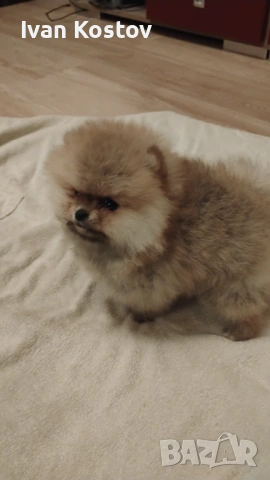 Продавам мини померанче , снимка 4 - Померан - 53480625