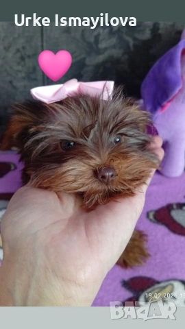 Мини йоркширски териер 