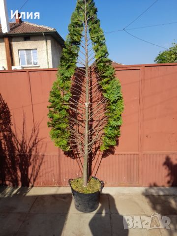 Кипарис с оформление тип листо, снимка 10 - Градински цветя и растения - 45248882