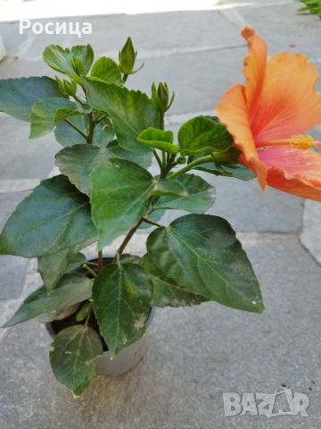 китайска роза , снимка 2 - Стайни растения - 45892179