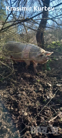 Прасета Свине майки 