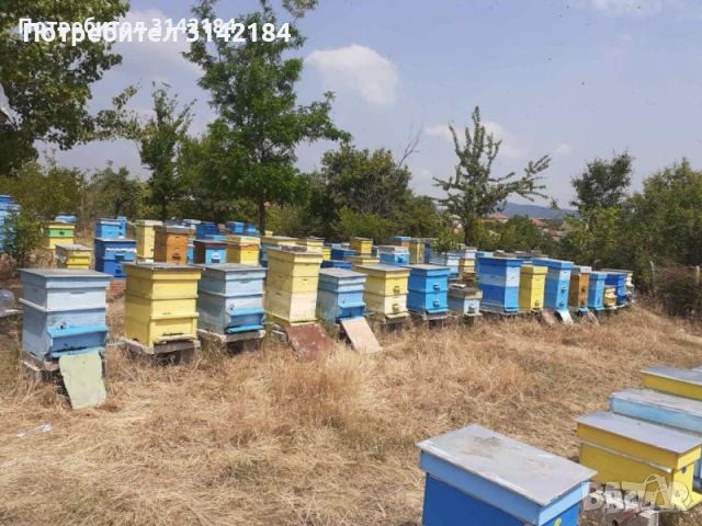 Продавам пчелни кошери, снимка 2 - За пчели - 45168774