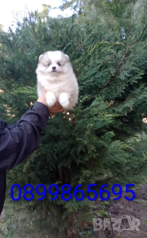 Мъжки Померани. Реални снимки от 29.12.25 г. 