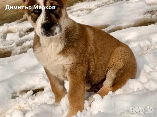 Кученца АЛАБАЙ(САО), снимка 5 - Алабай - 53439801