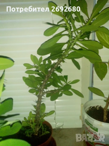 Христов венец/Исусов венец/цени в описанието , снимка 14 - Стайни растения - 48925731