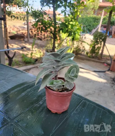 Мъхеста традисканция - 2,99лв., снимка 4 - Стайни растения - 49351124