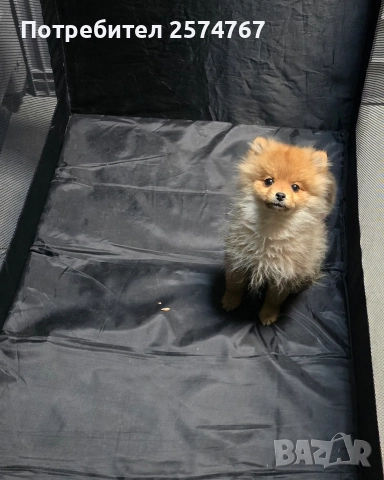 Померански шпиц , снимка 2 - Померан - 52679788